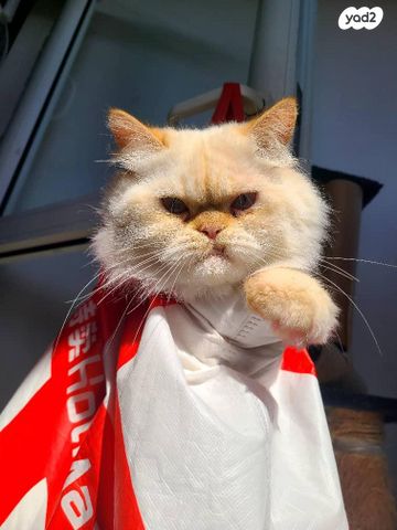 תמונת מודעה - חיות מחמד