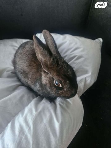 תמונת מודעה - חיות מחמד