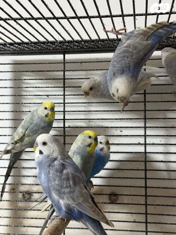 תמונת מודעה - חיות מחמד