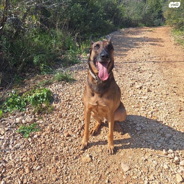 תמונת מודעה - חיות מחמד
