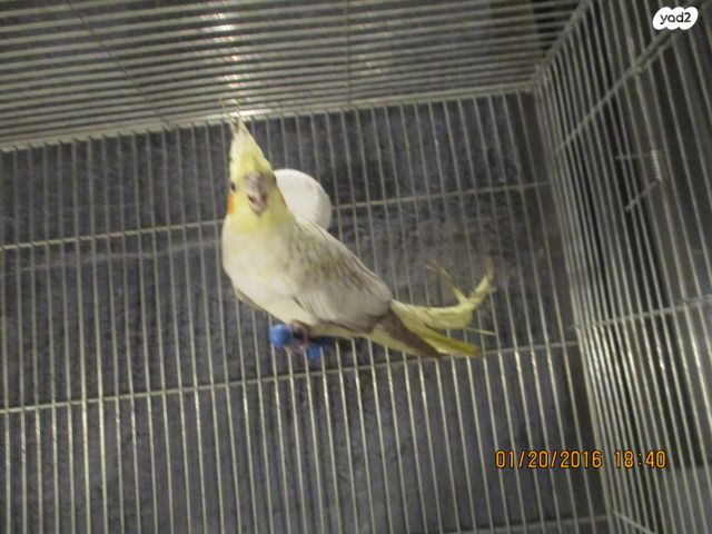 תמונת מודעה - חיות מחמד