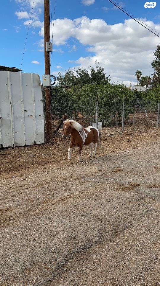 תמונת מודעה - חיות מחמד