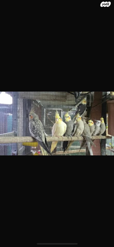 תמונת מודעה - חיות מחמד