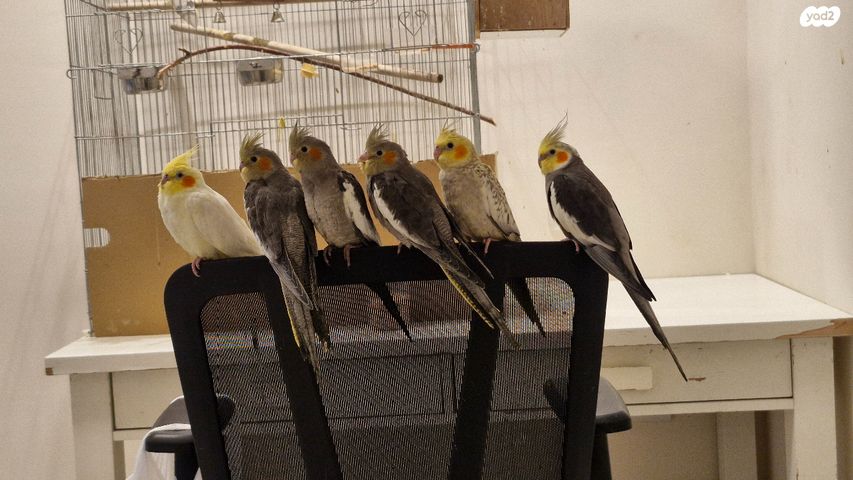 תמונת מודעה - חיות מחמד