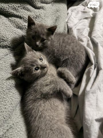 תמונת מודעה - חיות מחמד