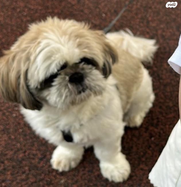 תמונת מודעה - חיות מחמד