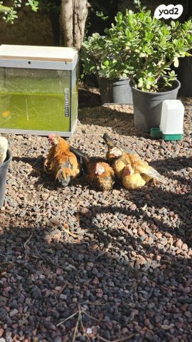 תמונת מודעה - חיות מחמד