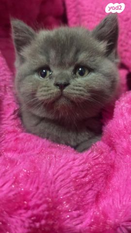 תמונת מודעה - חיות מחמד