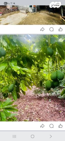 משק חקלאי/ נחלה