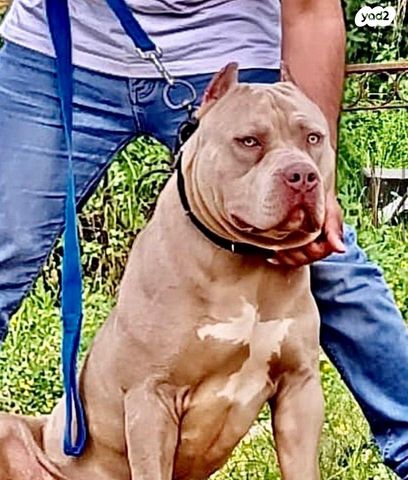 תמונת מודעה - חיות מחמד