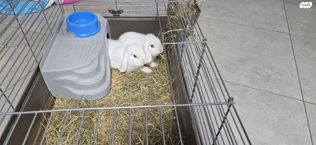 תמונת מודעה - חיות מחמד