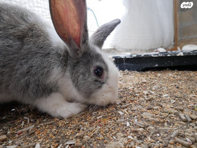 תמונת מודעה - חיות מחמד