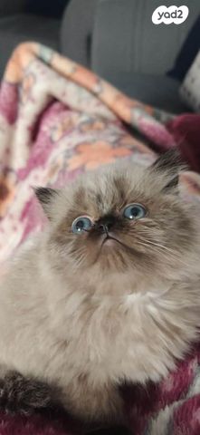 תמונת מודעה - חיות מחמד