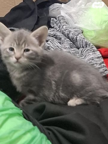 תמונת מודעה - חיות מחמד