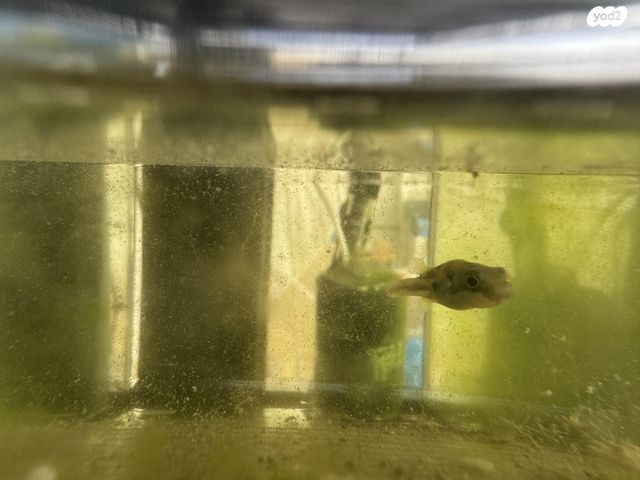 תמונת מודעה - חיות מחמד