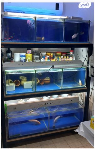 תמונת מודעה - חיות מחמד