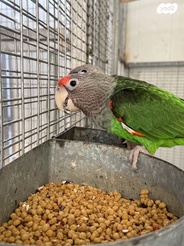 תמונת מודעה - חיות מחמד