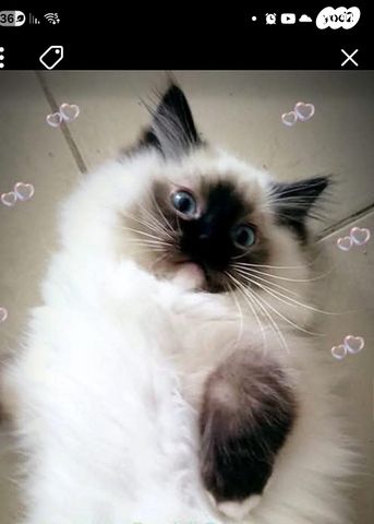 תמונת מודעה - חיות מחמד