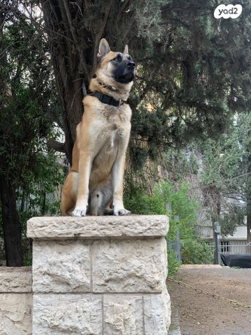 תמונת מודעה - חיות מחמד
