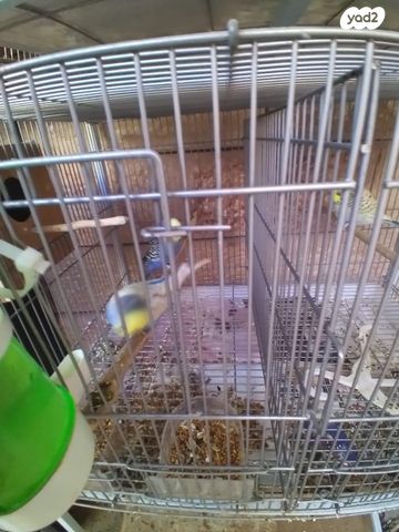 תמונת מודעה - חיות מחמד