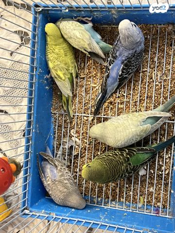 תמונת מודעה - חיות מחמד