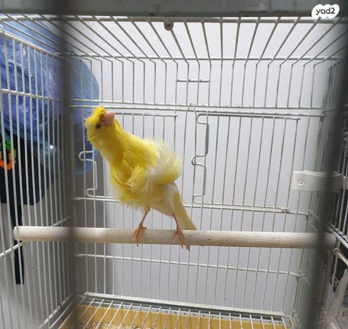 תמונת מודעה - חיות מחמד