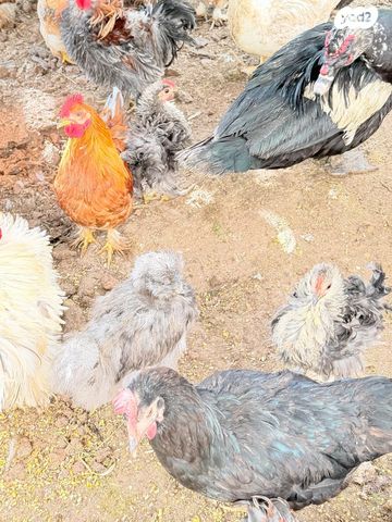 תמונת מודעה - חיות מחמד