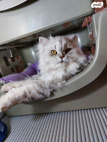 תמונת מודעה - חיות מחמד