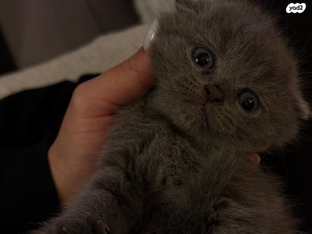 תמונת מודעה - חיות מחמד