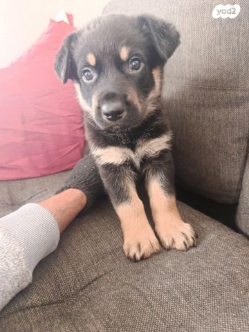 תמונת מודעה - חיות מחמד