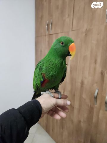 תמונת מודעה - חיות מחמד