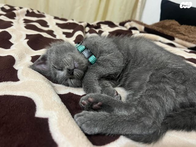 תמונת מודעה - חיות מחמד