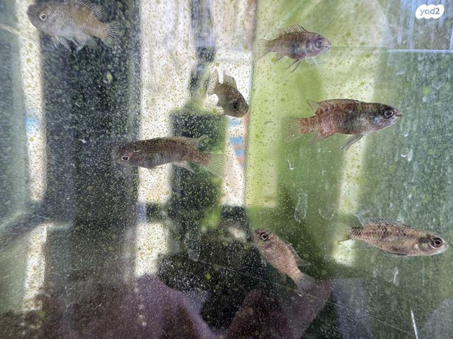 תמונת מודעה - חיות מחמד