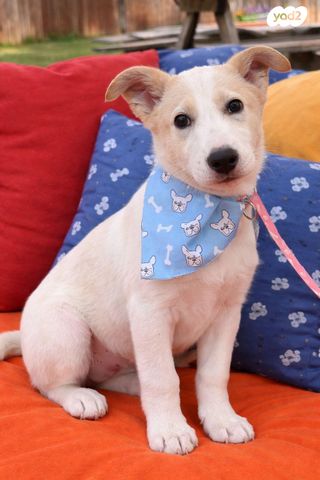 תמונת מודעה - חיות מחמד