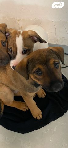 תמונת מודעה - חיות מחמד