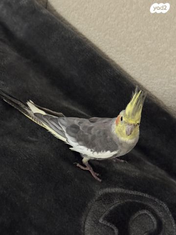 תמונת מודעה - חיות מחמד