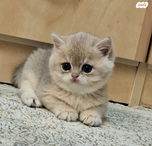 תמונת מודעה - חיות מחמד