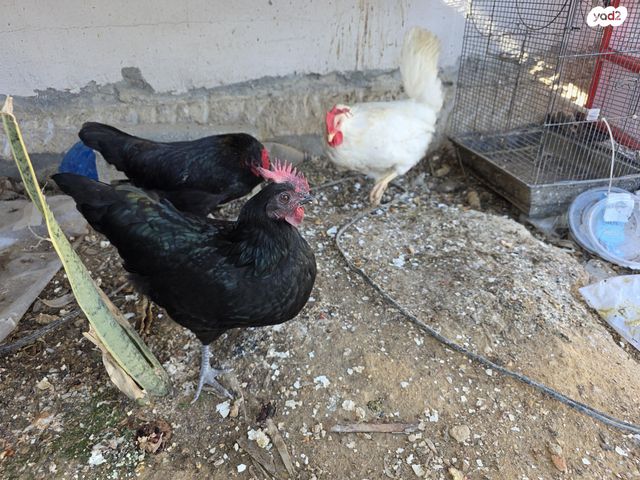 תמונת מודעה - חיות מחמד