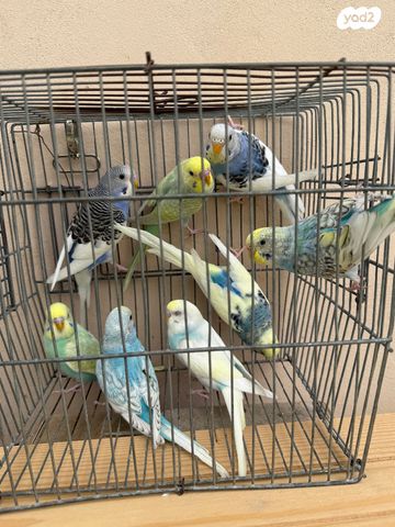 תמונת מודעה - חיות מחמד