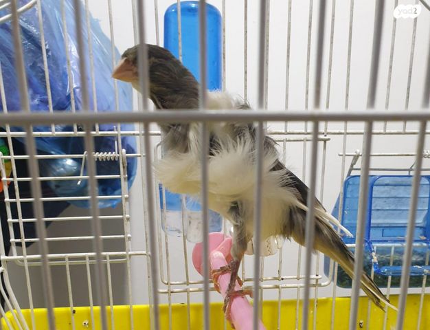 תמונת מודעה - חיות מחמד