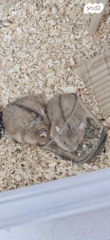 תמונת מודעה - חיות מחמד