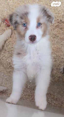 תמונת מודעה - חיות מחמד