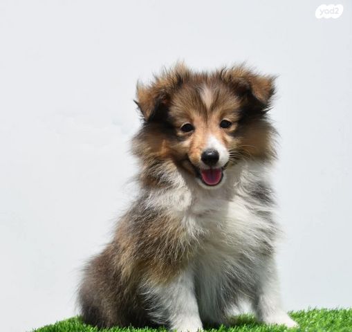 תמונת מודעה - חיות מחמד