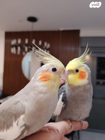 תמונת מודעה - חיות מחמד