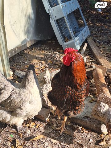 תמונת מודעה - חיות מחמד