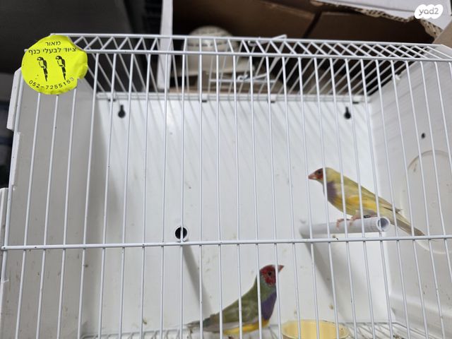 תמונת מודעה - חיות מחמד