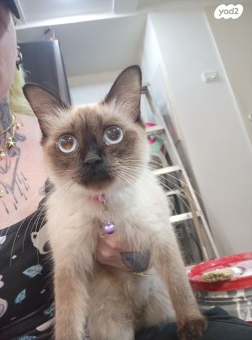 תמונת מודעה - חיות מחמד