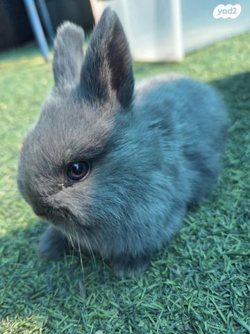 תמונת מודעה - חיות מחמד