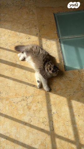 תמונת מודעה - חיות מחמד