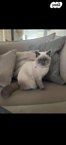 תמונת מודעה - חיות מחמד